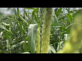 a security guard catches a thief in a corn field and gives her a fine on the spot - vpiska